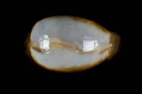 藏品(瑪瑙寶螺)的圖片